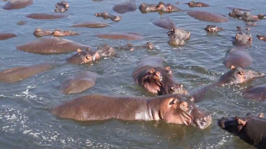A great activity to do in Serengeti National Park; viewing hippos at the retina hippo pool