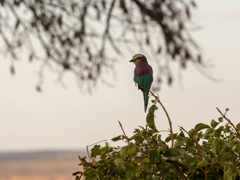 Tarangire National Park bird on tree