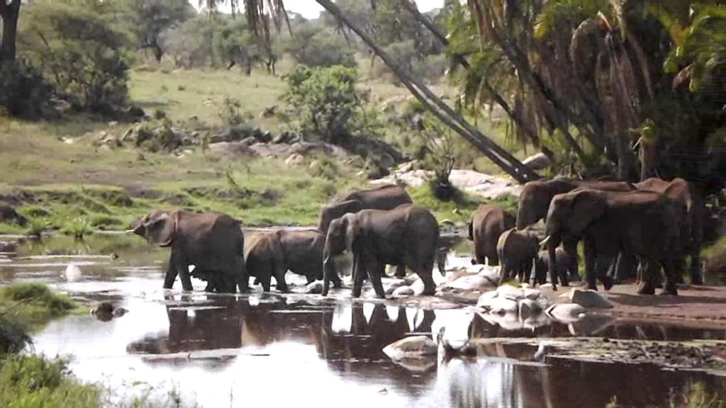 elephants as seen from Hot Air Balloon Safari