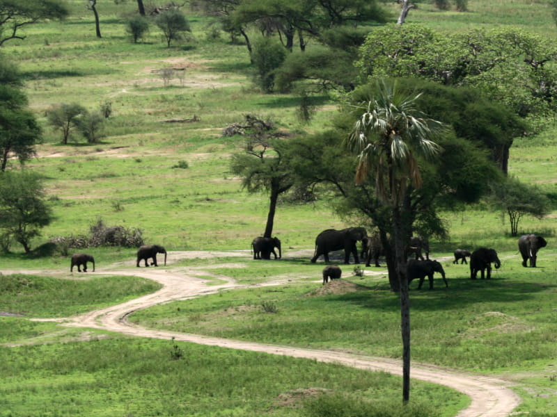 Tarangire National Park view of Elephants