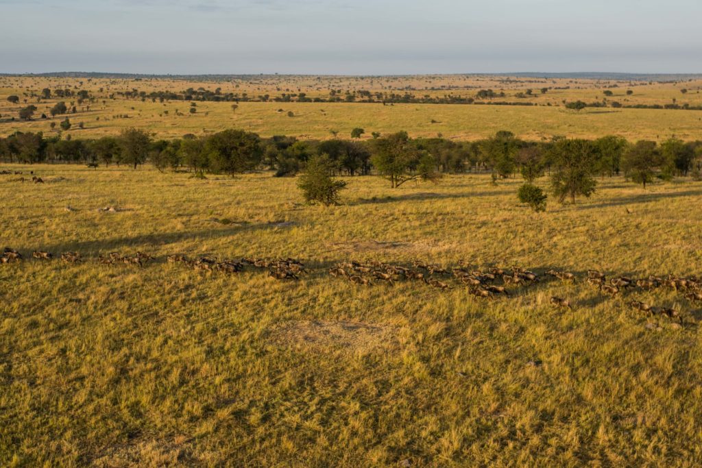 Endless plains in Serengeti