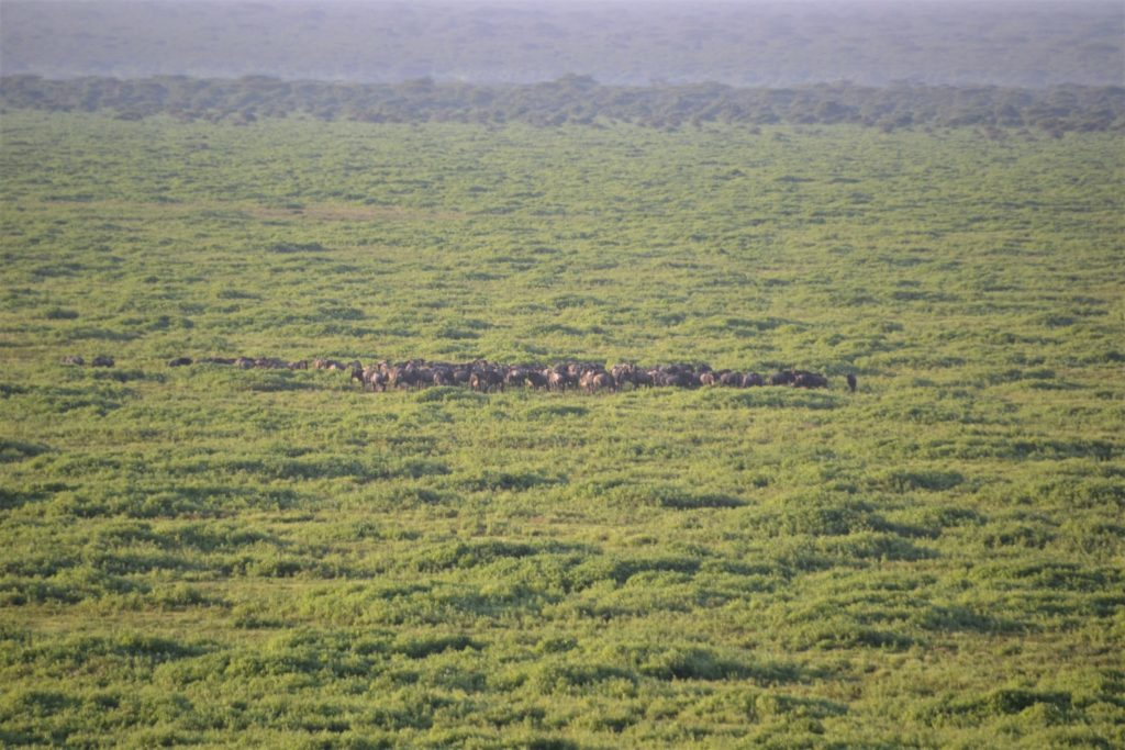 A herd of wildebeest as seen from Balloon Safari in the Serengeti