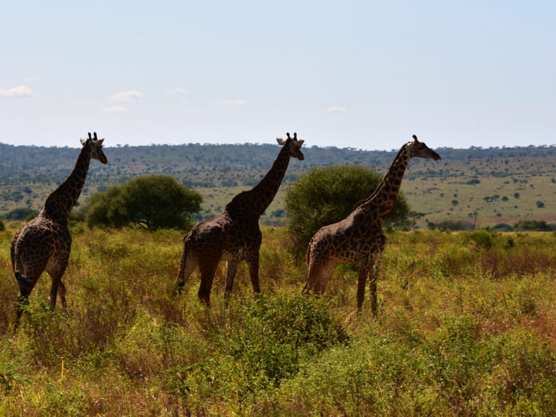 Giraffes of Tarangire National Park 