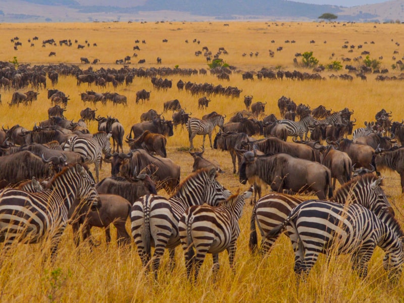 Wildebeests and the Zebra as the animals in the Big Five