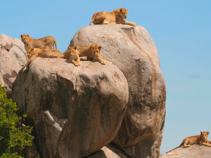 Big Five lions at the top of stones
