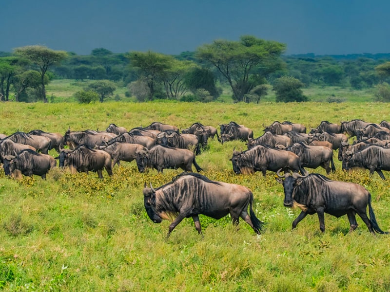 The wildebeests as Big Five