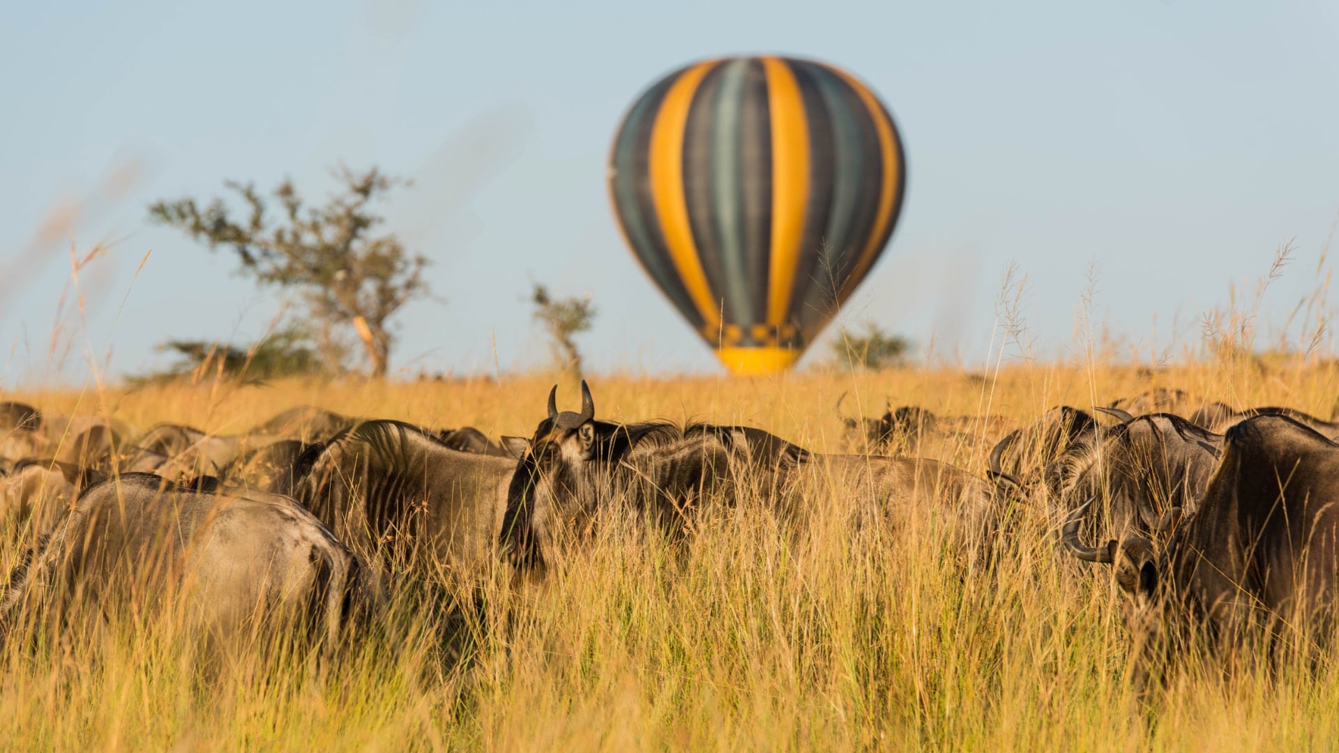 wildebeest migration balloon safari