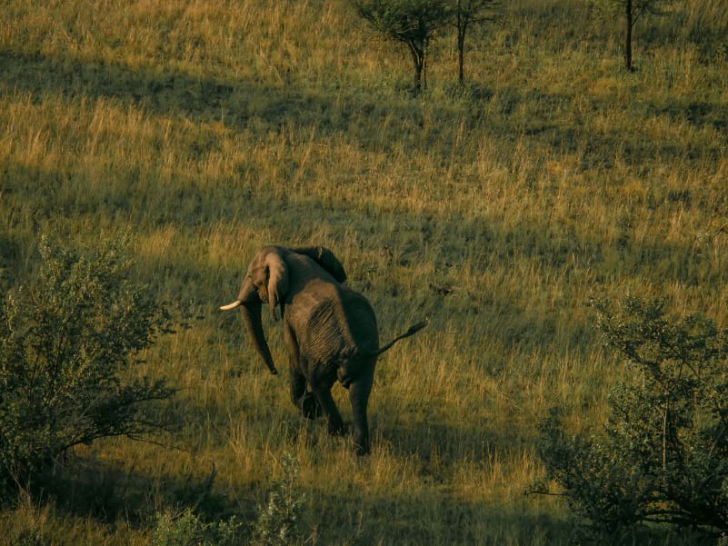 The Elephants are the Wildlife of the Serengeti