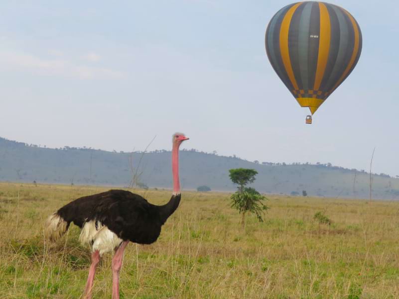 An Ostrich is one of the Wildlife of the Serengeti