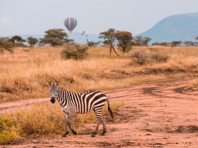 Wildlife of the Serengeti includes zebras too
