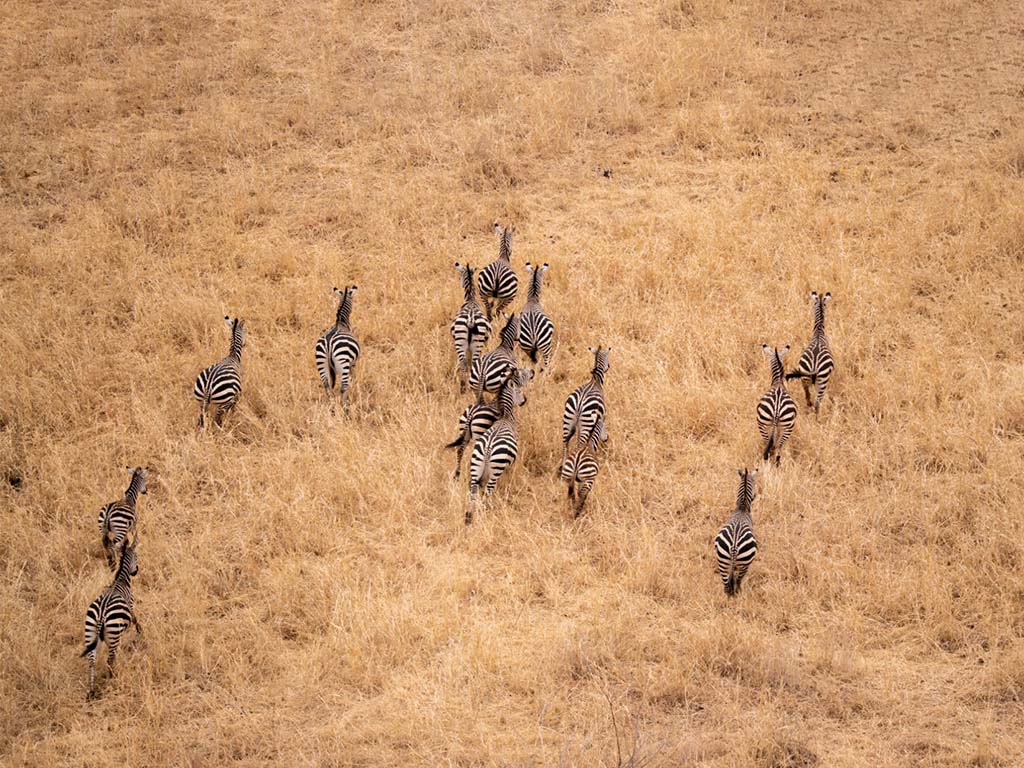 Zebras running seen from Miracle Experience Balloon Safari 