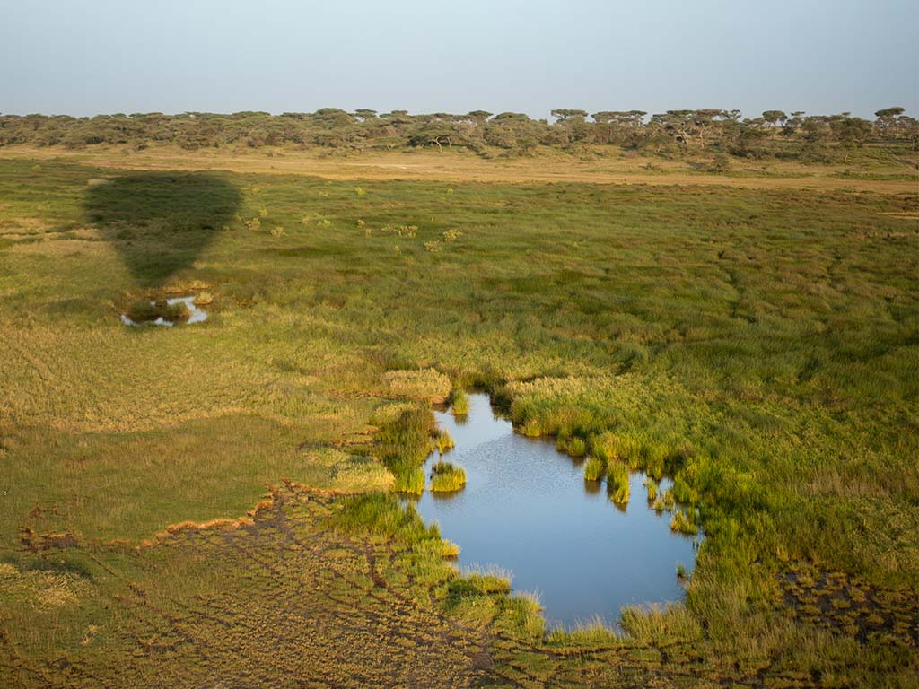 Vegetation from Serengeti as Seen from our Miracle Experience Balloon Safari 