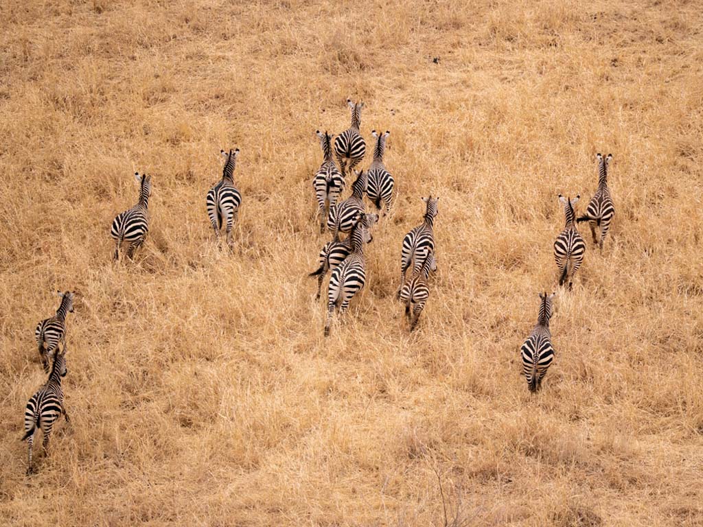 Zebras running as approached by Miracle Experience Hot Air Balloon Safari