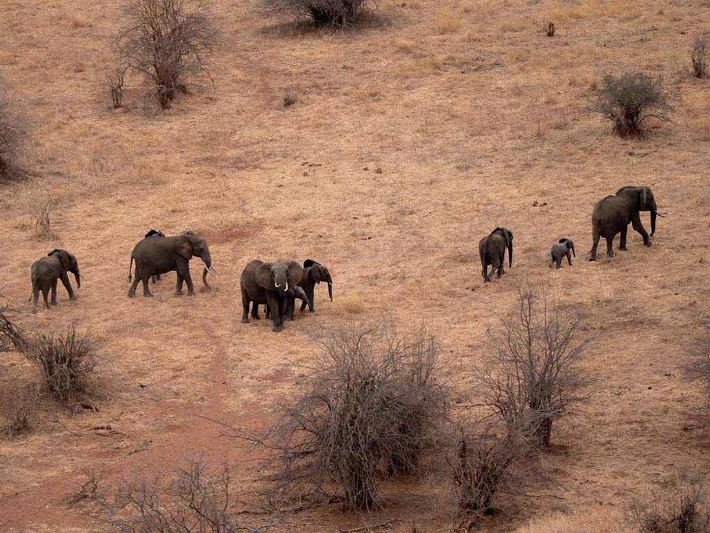 Elephants as seen from Miracle Experience Hot Air Balloon Safari with their Families