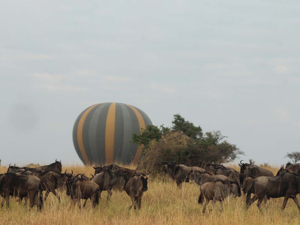 Dramatic Balloon Background to the annual Wildebeest Migration
