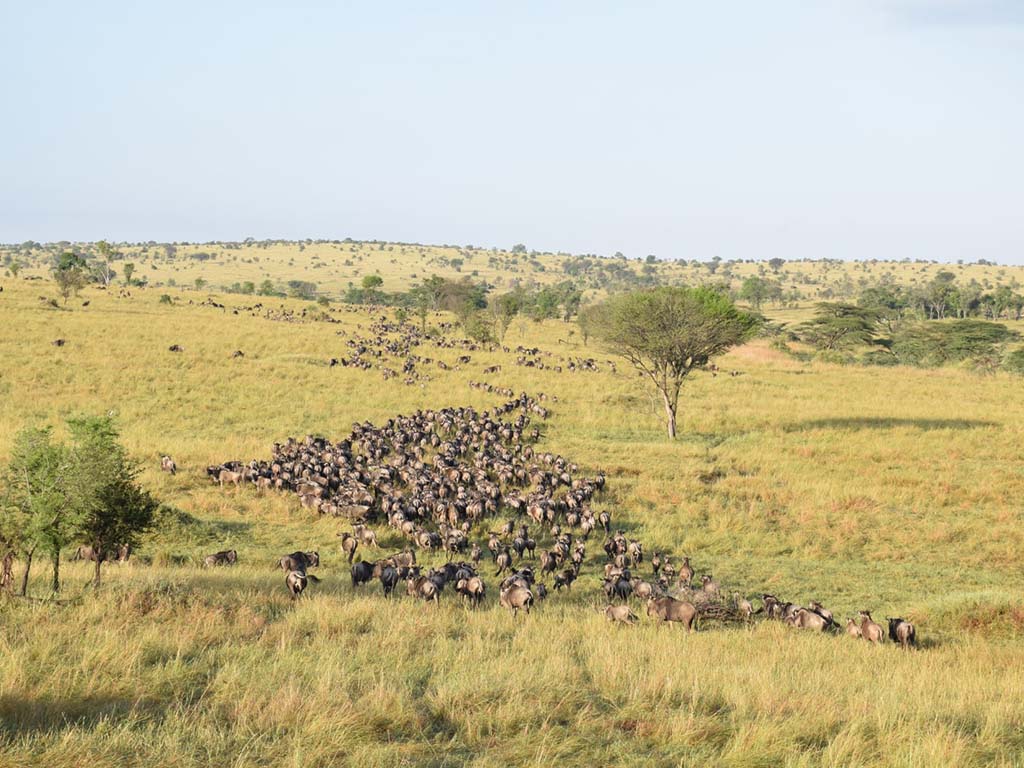 Wildebeest Migration: A moment of calm at a watering hole.
