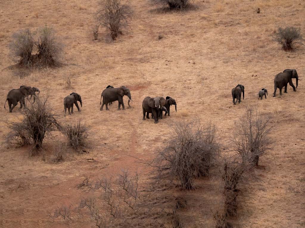 Hot air balloon safaris gliding over Tarangire National Park's dense baobab trees and herds of elephants
