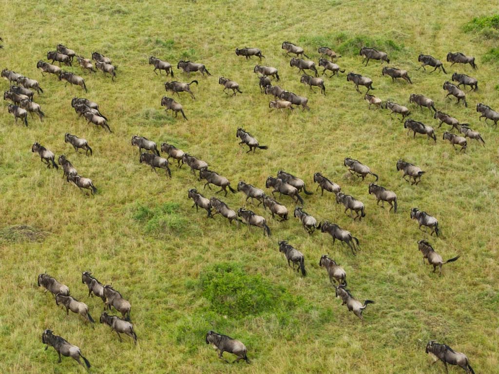 Aerial view of the Great Migration captured during one of our hot air balloon safaris in the Serengeti.