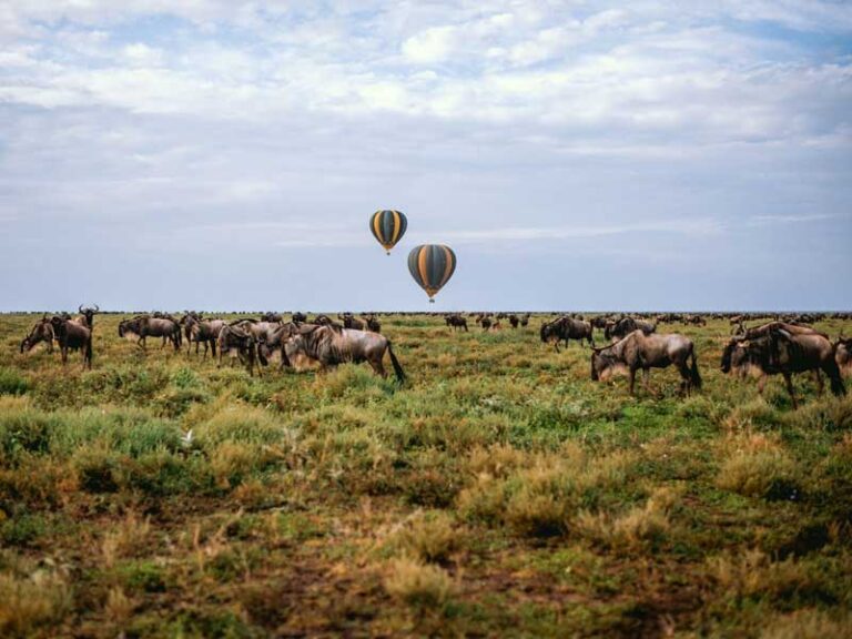 Miracle Balloons great migration in Ndutu!