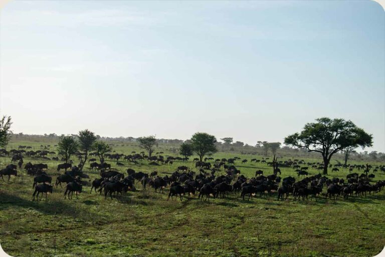 Wildebeest Migration and Beyond