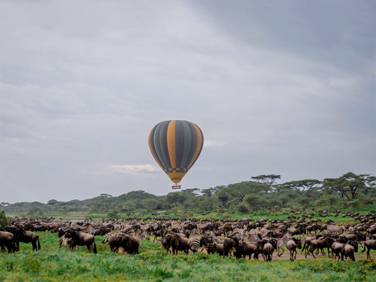 A Balloon Safari Over Ndutu’s Great Migration